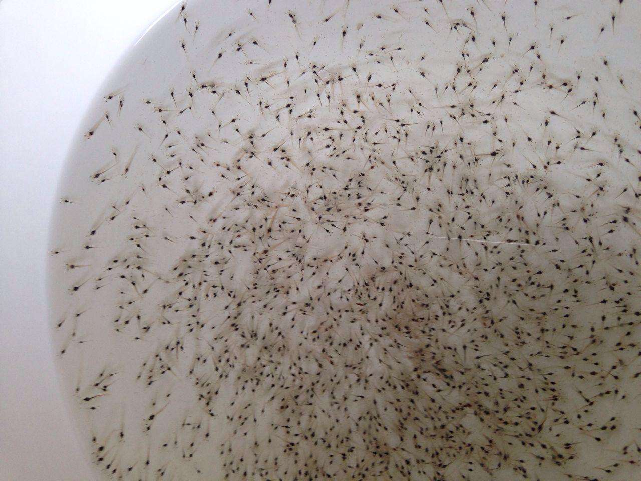 Shrimp Seeds in China against Shrimp Seeds Oriental Shrimp Seeds Sea Shrimp Seeds