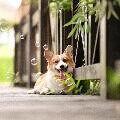 遇上萌宠犬