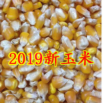 2021 Bulk dry corn grain chicken and duck poultry animal feed five grains pigeon grain nests 500g