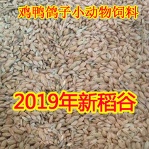 2020 farmhouse self-growing rice pet staple grain with shell rice pigeon grain whole grain hamster chicken feed 10kg