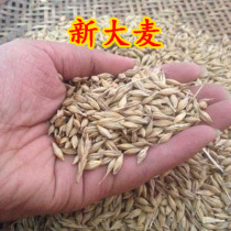 2021 farmhouse with hulled barley small pet staple grain 500g sprouted barley tea raw material wine feed