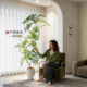 High-end light luxury simulated green plant jacaranda indoor floor-standing large potted fake tree decoration living room ornaments bionic plants