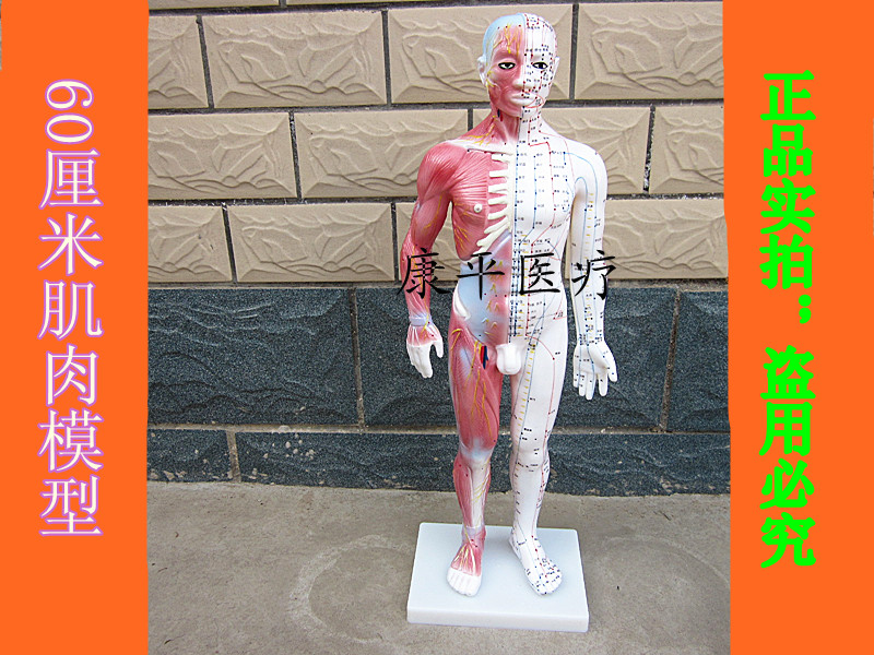 包邮半肌肉解剖经络穴位模型人体针灸模型骨骼教学模型男模型60CM