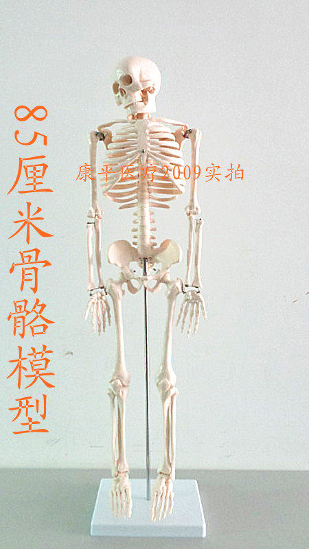 人体骨骼模型85CM 人骨架 人骨标本