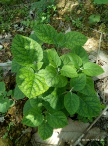 Sandra sibiricum, Sandra spp.