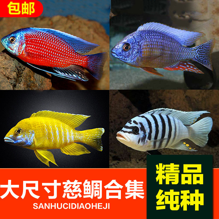 american tropical fish