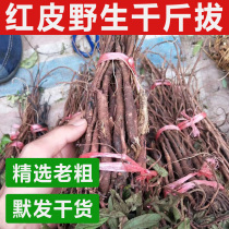 Guangxi Wild Gigabit of fresh sundry Chinese herbal medicine Thousand Gold Plusses A Root Rat Tail Hammered Pile Golden Bull Tail