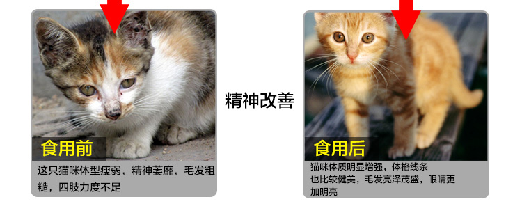 Số lượng lớn tự nhiên cá biển dinh dưỡng cao canxi vào trẻ thức ăn cho mèo 5 kg pet Garfield đi lạc màu xanh thức ăn cho mèo cám chó
