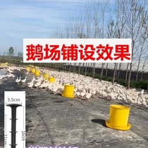 Breeding old sandpaper goose sandpaper old sandpaper chicken duck and goose sandpaper farm paving site sandpaper sandpaper waterproof