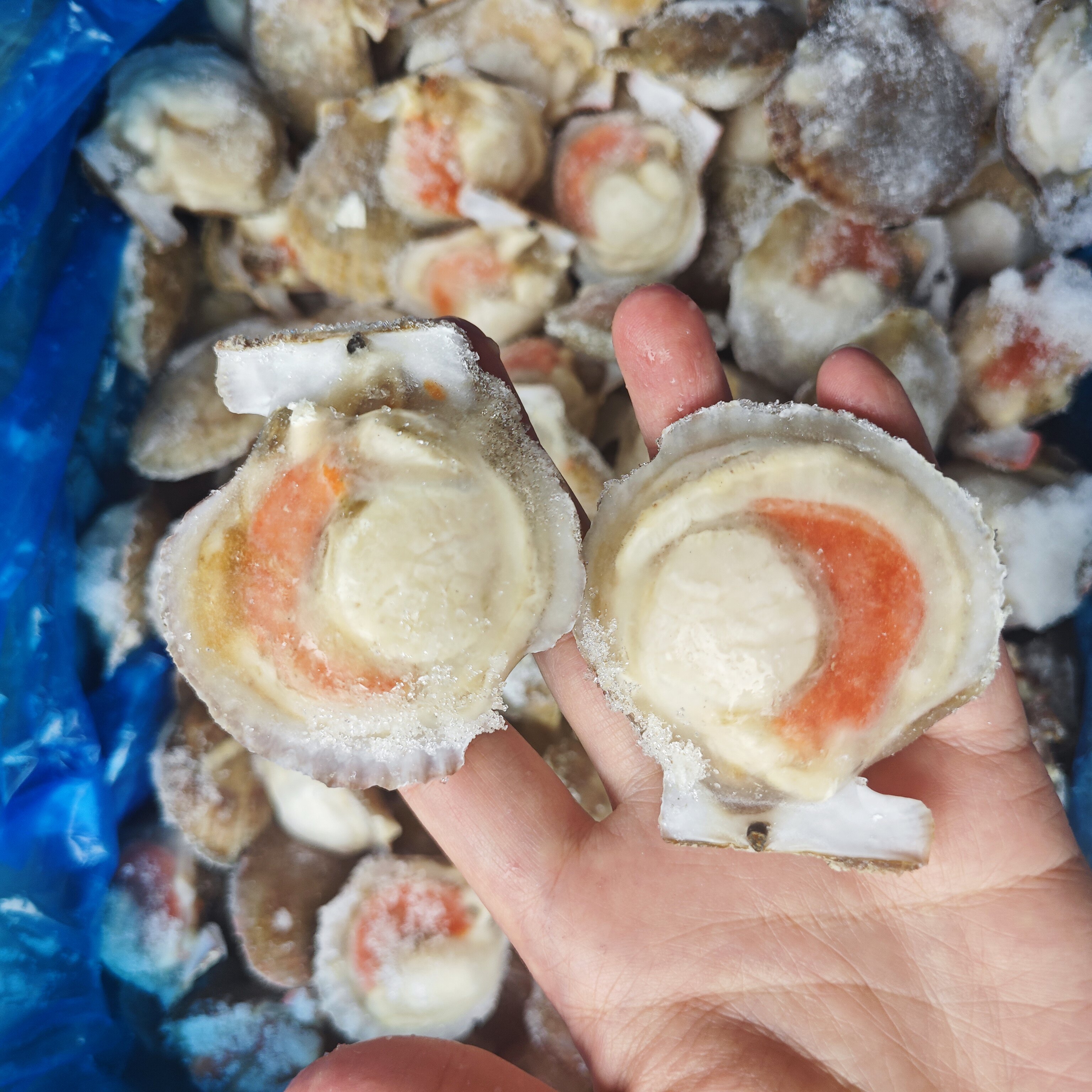 新鲜冷冻贵妃贝5/7带冰，海鲜烧烤必备食材推荐！-扇贝-淘宝好物网