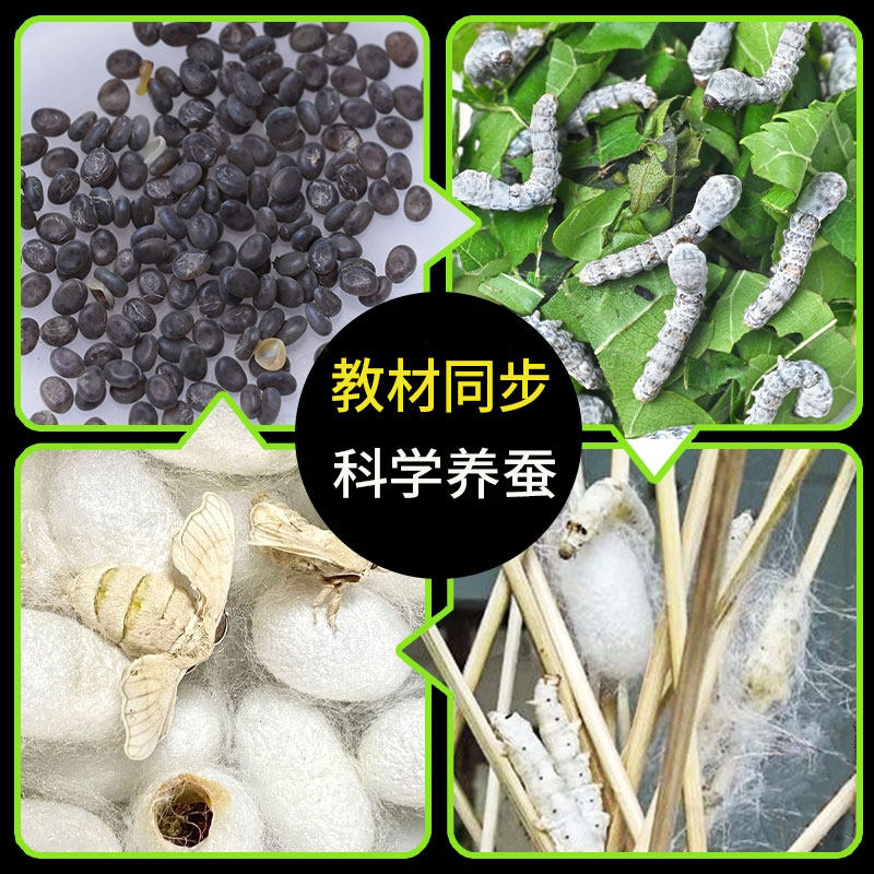 蚕宝宝学生养蚕套装,如何在家培养小小科学家?-龟/鳖-淘宝好物网