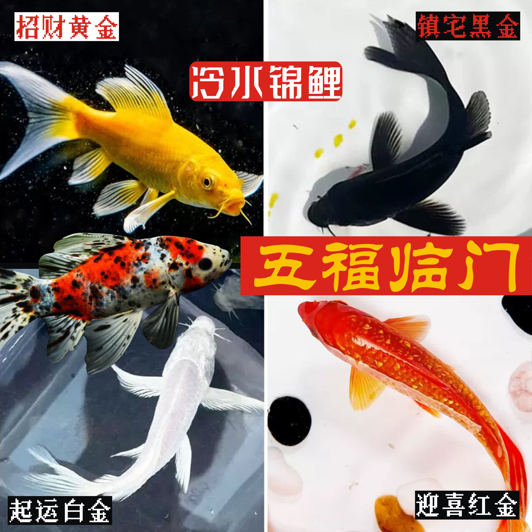锦鲤鱼招财鱼,好养耐活的小金鱼?🐟揭秘选养技巧-鱼-淘宝好物网