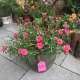 Imported double-petal sunflower seedlings flower potted with buds purslane perennial needle-leaf peony