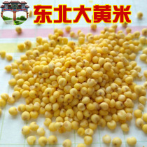 New Goods Large Yellow Rice Northeast Farmhouse Glutinous small yellow rice sticky yellow rice sticky yellow rice 1 catty 500g coarse cereals