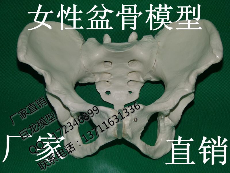 人体真人比例女性 男性盆骨模型 教学模型 骨架 骨骼模型