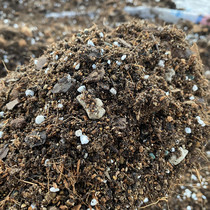 Universal soil nutrient soil green flower tree rose copper money grass Petunia Petunia potted green plant plant soil flower pot soil