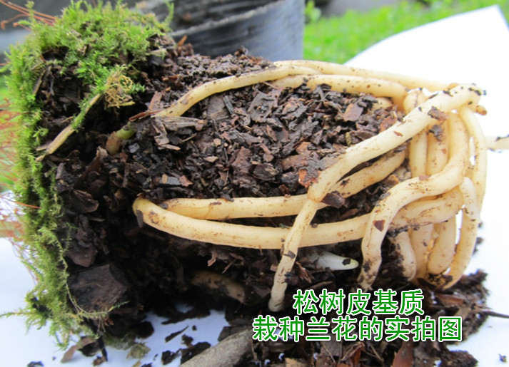 松树皮种兰花的配方,松树皮加珍珠岩养兰花,红砖粒配松树皮养兰_大山谷图库