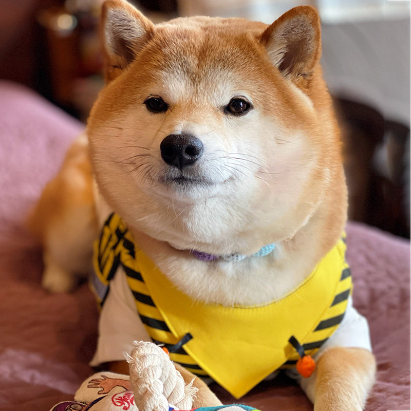 Dog Corsage with Rope Shiba Dog Corky Bullfighting Pet Leash Small Dog Walking Trend Japanese New Product