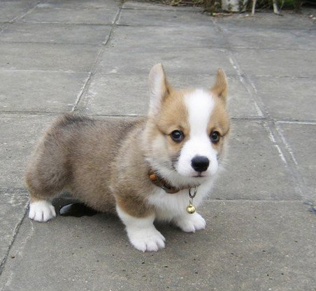 Purebred Boutique Two Color Two Color Corgi Purebred Puppies Look