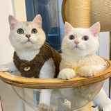 Удерживающий тепло демисезонный жилет, милый брендовый пуховик