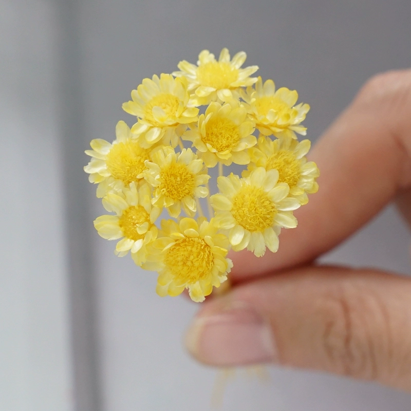 Hoa vĩnh cửu nhập hoa sao nhỏ DIY cô dâu vương miện Hoa tai Epoxy hoa nổi 10 que trang trí vật liệu mini - Phụ kiện tóc trâm cài cổ trang