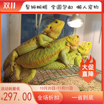 Mane Lizard Lizard Juvenile Reptiles lizard seedlings warm and cute without biting people Red Department Citrus Ultra White Ciso