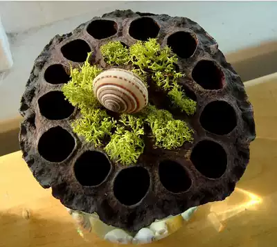 Selected natural Lotus dried flower dried fruit plant material creative home decoration ornaments shooting props