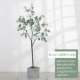 154 см Eugali Plant+Cement Basin Kit