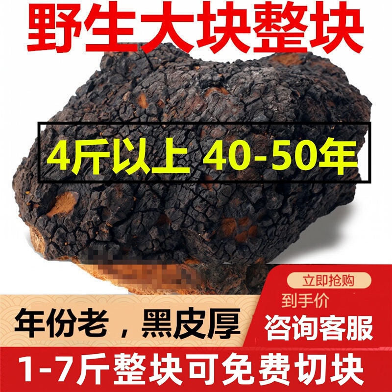Wild Genuine Chaga Mushroom Imported from Russia, Whole Chaga Mushroom, Large Chaga Mushroom, Chaga Tea