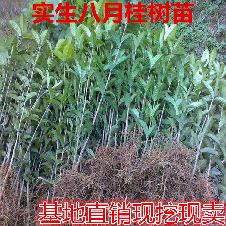 Osmanthus seedlings Osmanthus seedlings live eight laurel seedlings green planting outdoor courtyard greening fence fence seedling belt original soil