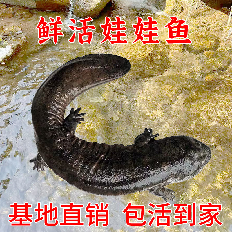 大鲵鲜生