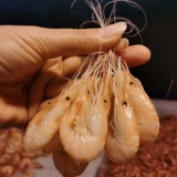 [宁波产熟咸小白虾500g 即食盐水虾江白虾咸潮虾干咸烤明虾煮汤面]