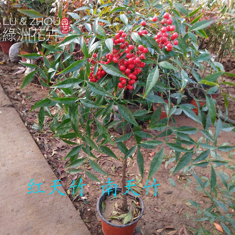 红天竹南天竹苗室内庭院盆栽花卉绿化观赏苗木品种耐寒植物