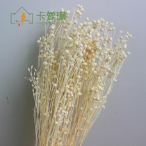 Carolyn Acacia bean dried flower Rich bean sesame dried flower material Starry eternal flower material DIY gift box flower