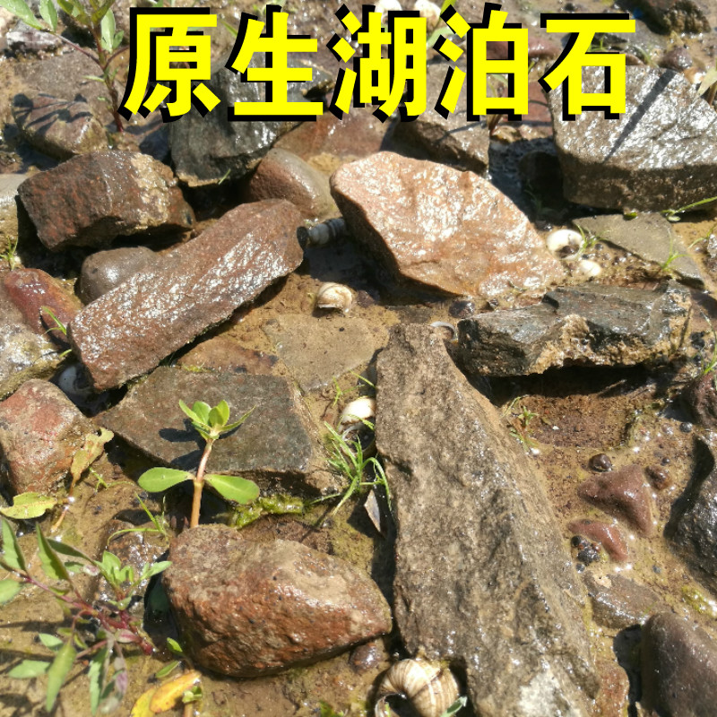 Turtle Sundae Lake Stream Stone Rainforest Native Electrolobster Tiger. Wide fin-wide fin Squirrel Salmon Three Lake Fish Tank Building