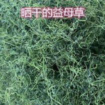 潮汕普宁新鲜晒干嫩益母草150g产后食用煲汤鸡汤干益母草排骨汤