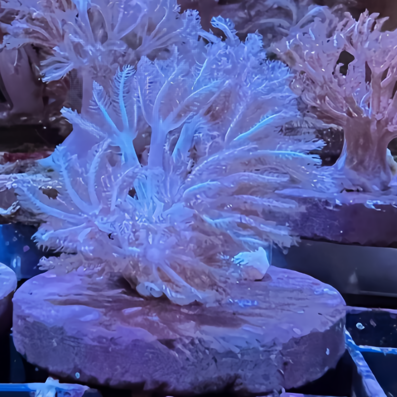 闪千手珊瑚：新手也能轻松养活的海洋宝石！-其它水族宠物-淘宝好物网