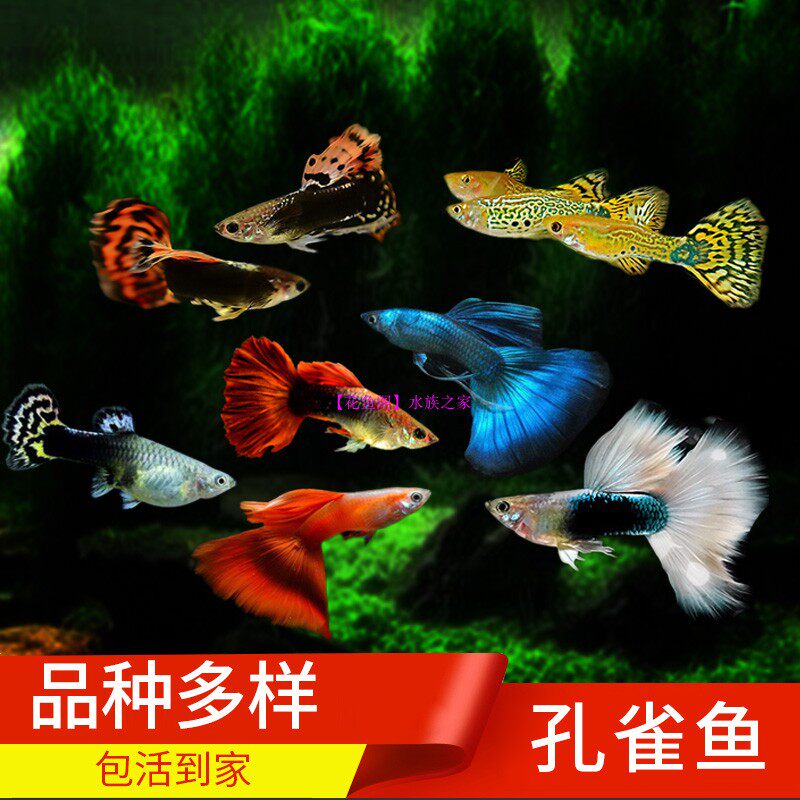 Multiple peacock fish big tail gown grass tail freshwater fish ornamental fish living pet tropical fish as fish can be mixed