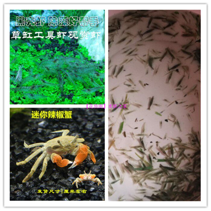 Black Shell Shrimp 15 Ports of Living Pet Algae Removal Shrimp Ornamental Shrimp Tools Shrimp Pet Shrimp Mini Pepper Crab Wrap