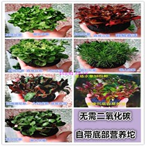 Fish tank landscaping Living real aquatic plants two-color Tuo grass into the tank into the scene directly sink the bottom easy to feed aquatic plants 38