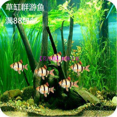 Flower Fish Loft Aquarium Tropical Fish Ornamental Fish Living Tiger Leather Fish Blue Tiger Leather Group Cruise Fish Four Tiger Fish Bag Live