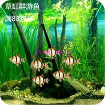 Huayu Pavilion Aquarium Tropical fish Ornamental fish Live tiger skin fish Blue tiger skin group swimming fish Four tiger fish package live