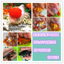 Huayu Pavilion Aquarium Home Goldfish live fry Cold water fish Ornamental fish Red head dragon eyes Red lion Gilt package live