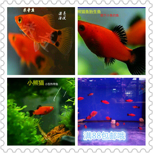 Flower Fish Loft Aquarium Small Tropical Fish Ornamental Fish Fetal Raw Fish Baby Panda Fish Mickey Fish Freshwater Fish Easy To Feed