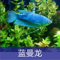 Tropical fish Arowana live Blue Manlong Yellow Manlong Tropical fish Small aquarium fish Aquarium box Pet fresh water package live