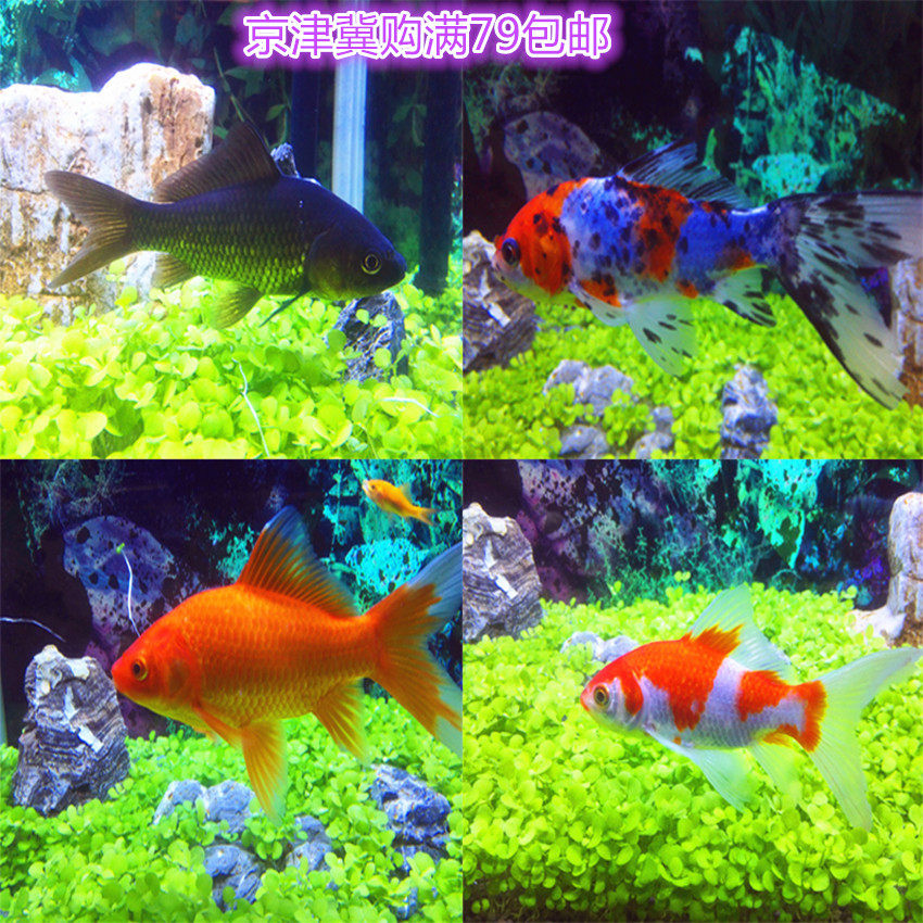 Goldfish Live Cold Water Fish Grass Goldfish Red Crucian Carp Red Grass Carp Red Dragon Food Stock Fish Ornamental Fish