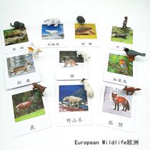 Seven continents simulation animal model three-stage card European animal Montessori kindergarten teaching aids boutique toy goat