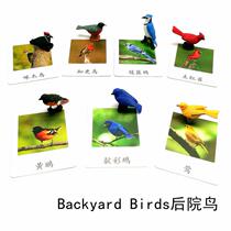 Simulation animal model three-segment card backyard bird Montori kindergarten teaching aids children baby educational toy yellow warbler