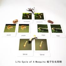 Simulation animal model mosquito life cycle childrens early education puzzle Montesori kindergarten play teaching aids send three cards