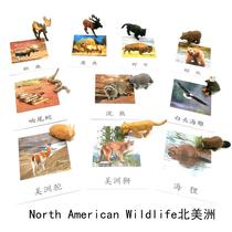 Seven continents simulation animal model Three-stage card North American Animals Montessori Kindergarten teaching aids Small boutique toys